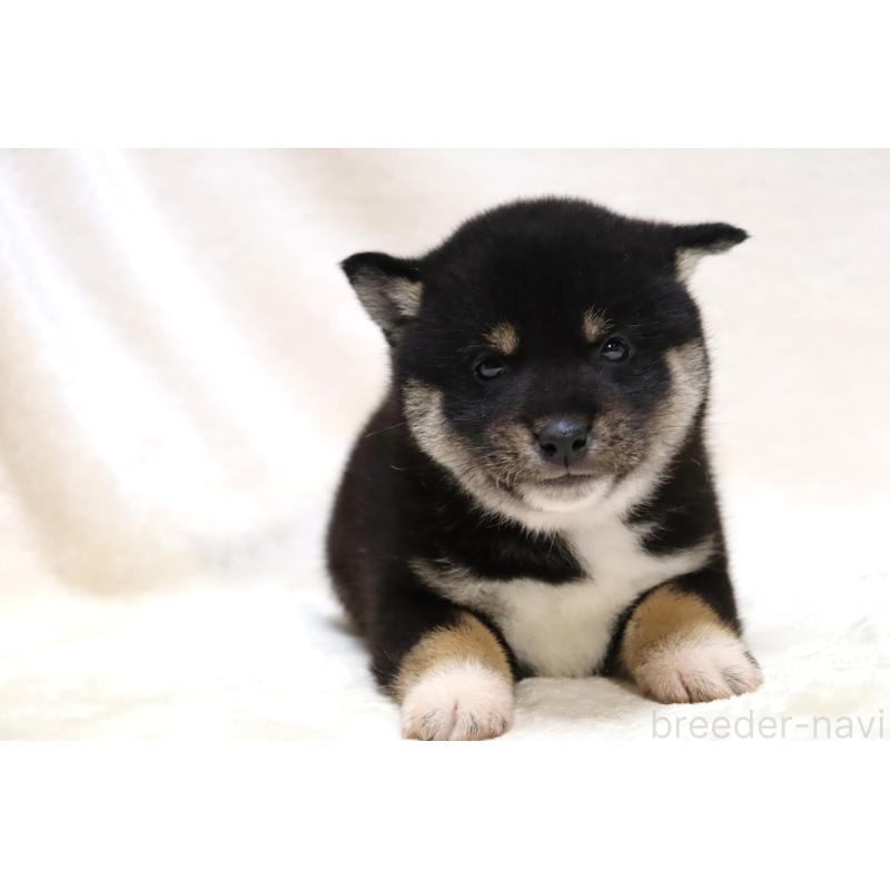 販売中の滋賀県の柴犬-429522の14枚目