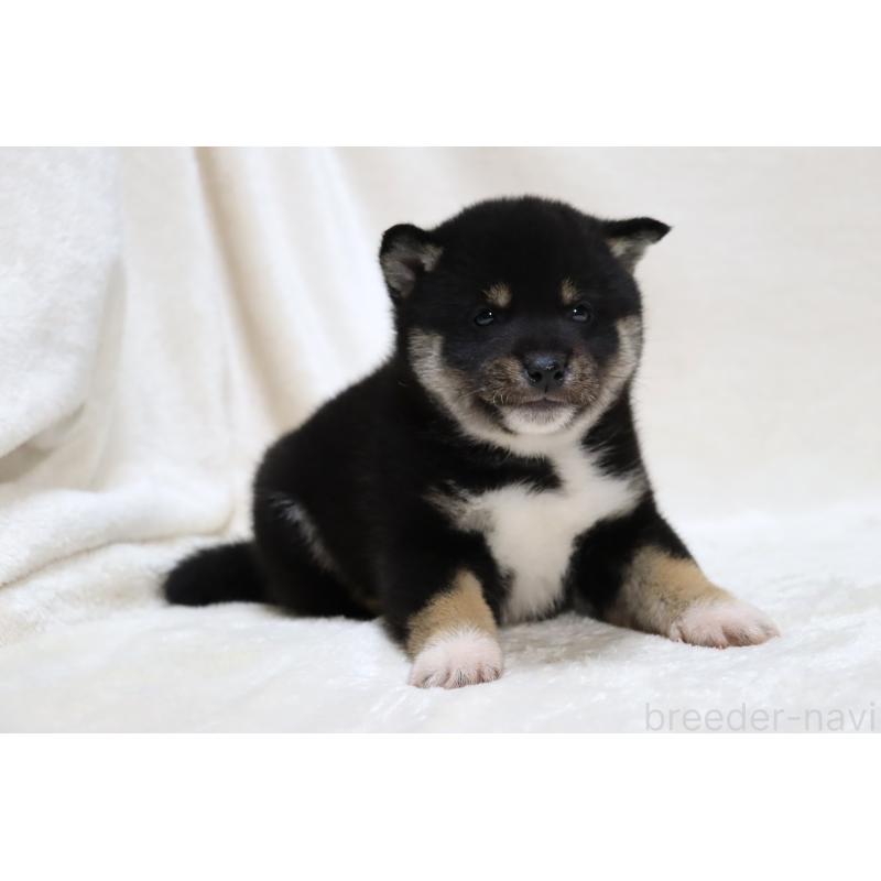 販売中の滋賀県の柴犬-429522の13枚目