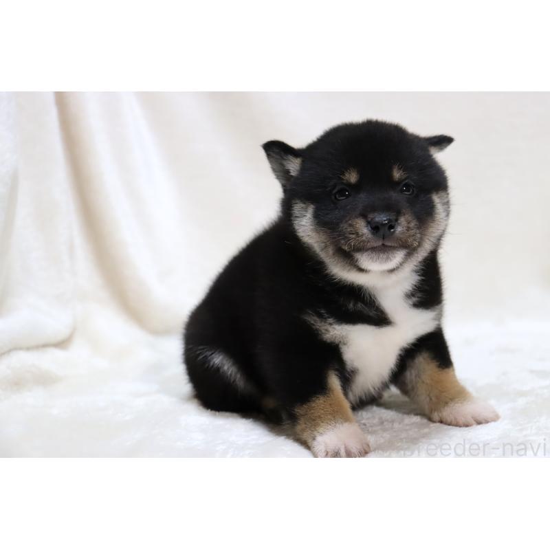 販売中の滋賀県の柴犬-429522の12枚目