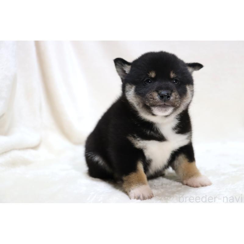 販売中の滋賀県の柴犬-429522の11枚目