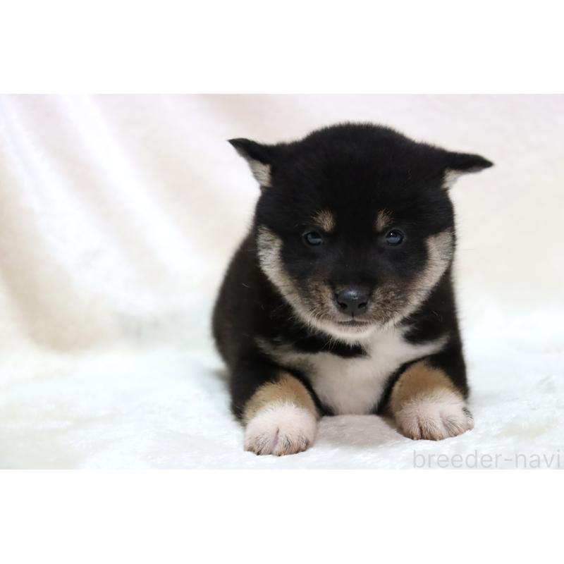 販売中の滋賀県の柴犬-429522の10枚目