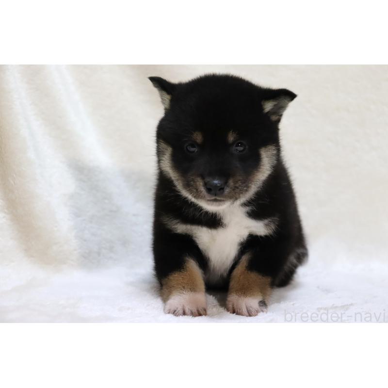 販売中の滋賀県の柴犬-429522の9枚目