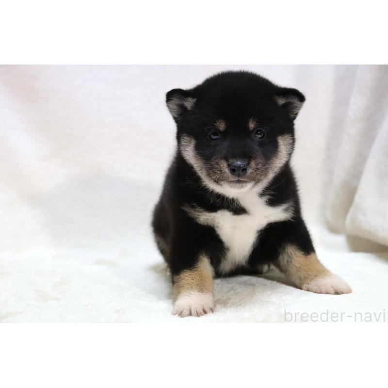 販売中の滋賀県の柴犬-429522の8枚目