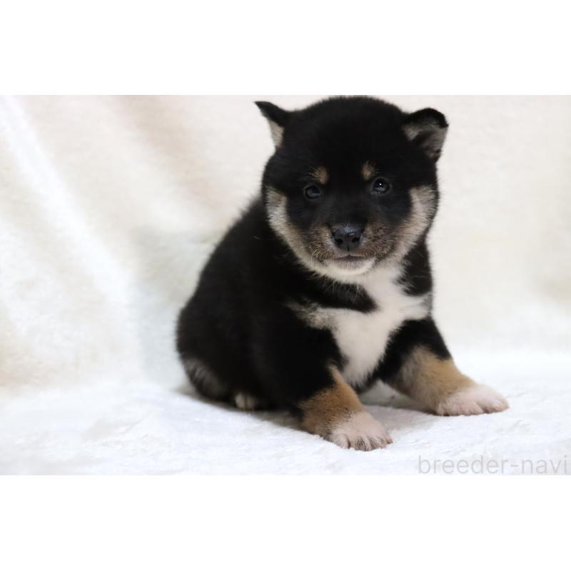 販売中の滋賀県の柴犬-429522の7枚目