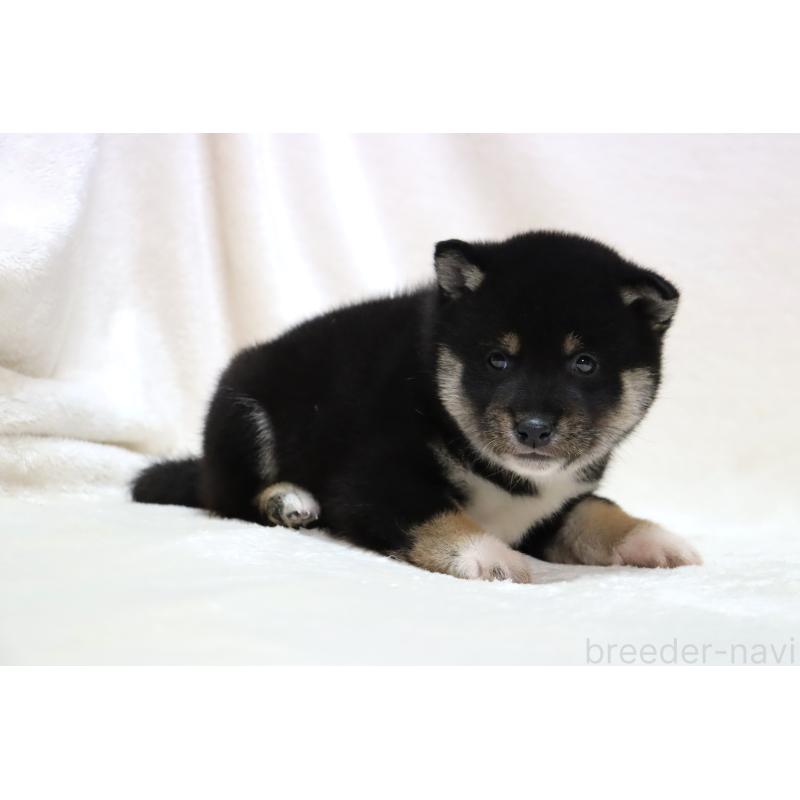 販売中の滋賀県の柴犬-429522の6枚目