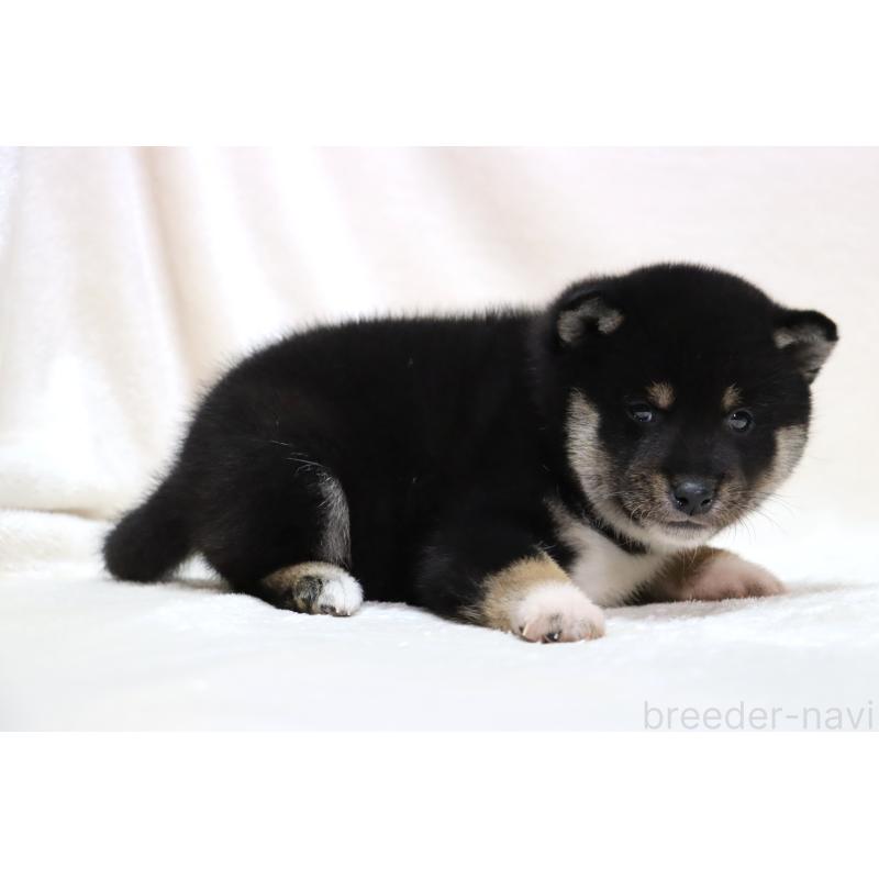 販売中の滋賀県の柴犬-429522の5枚目