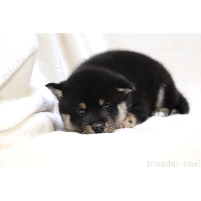 販売中の滋賀県の柴犬-429522の4枚目