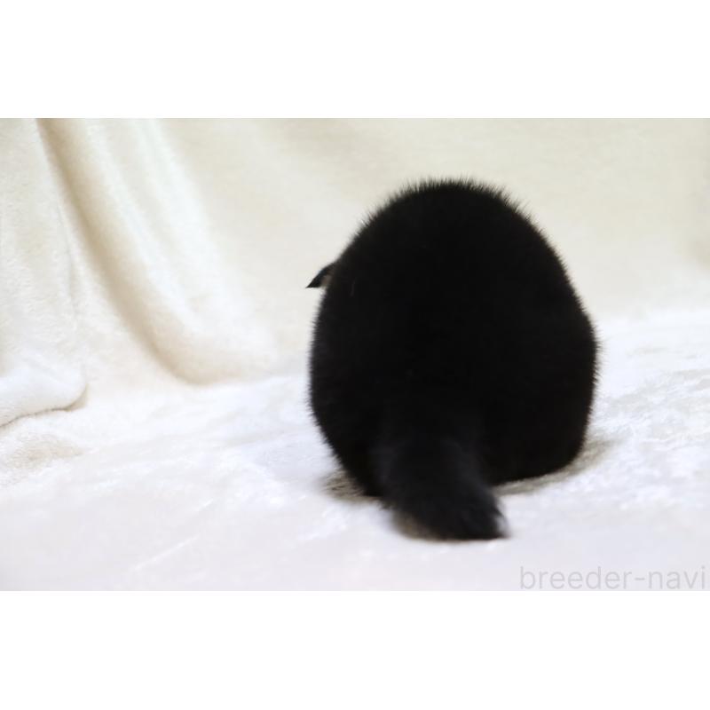 販売中の滋賀県の柴犬-429522の3枚目