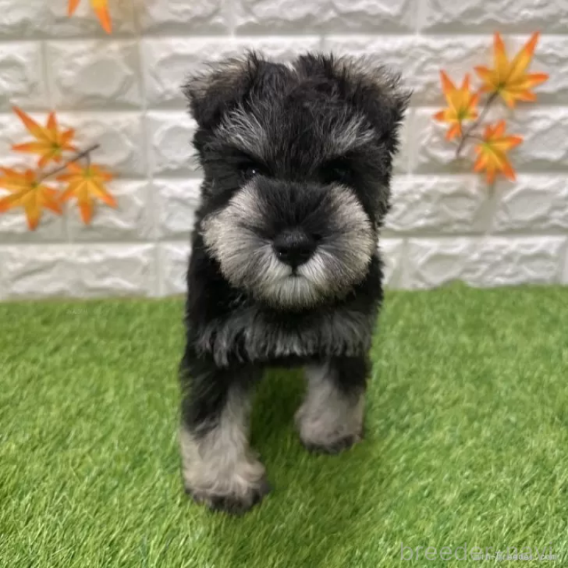 販売中の愛知県のミニチュアシュナウザー-426401