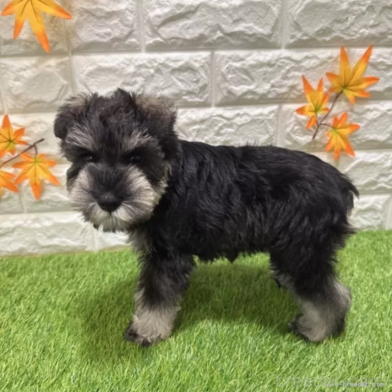 成約済の愛知県のミニチュアシュナウザー-426401の5枚目