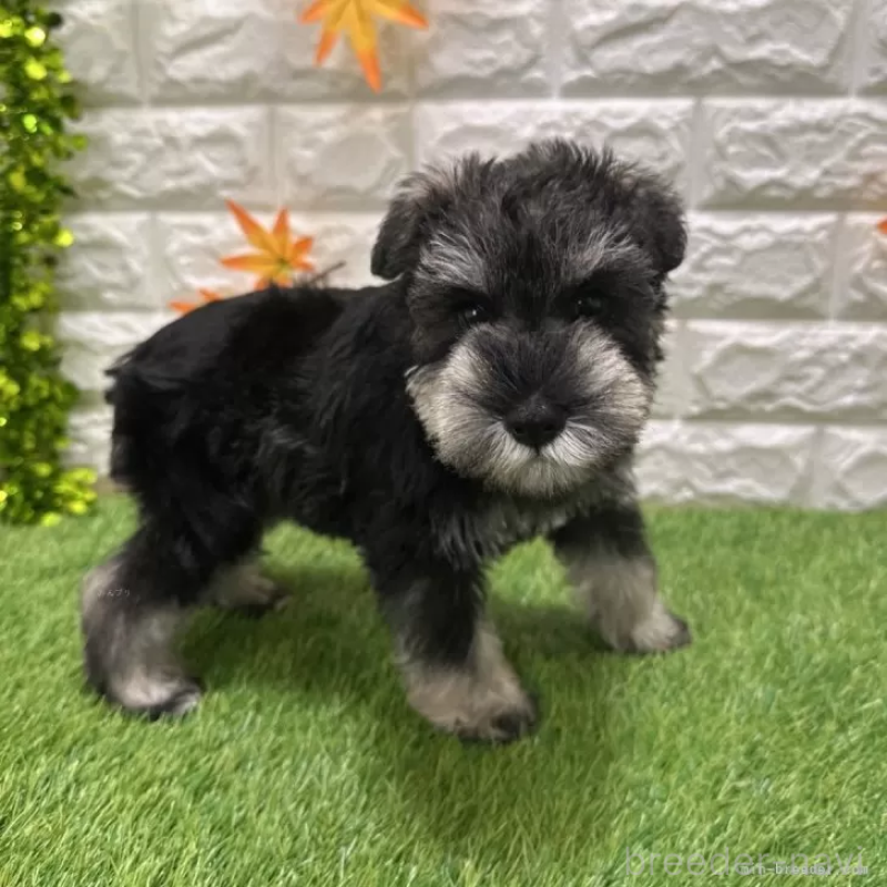 成約済の愛知県のミニチュアシュナウザー-426401の4枚目