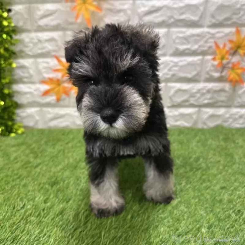 成約済の愛知県のミニチュアシュナウザー-426401の3枚目