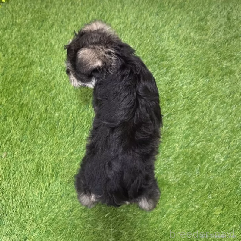 成約済の愛知県のミニチュアシュナウザー-426401の2枚目