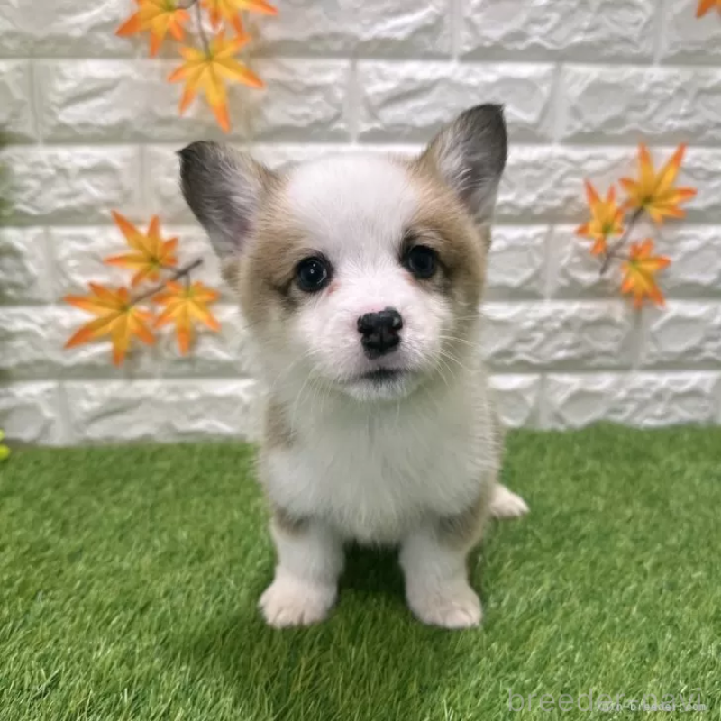 販売中の愛知県のウェルシュコーギーペンブローク-426377