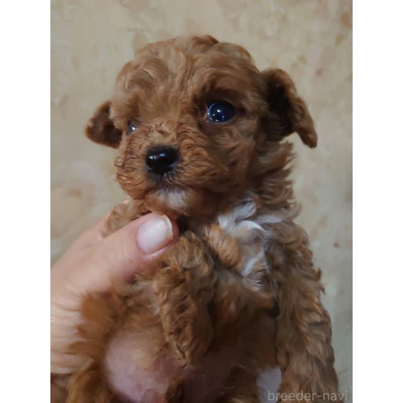 販売中の愛媛県のタイニープードル-429524の4枚目