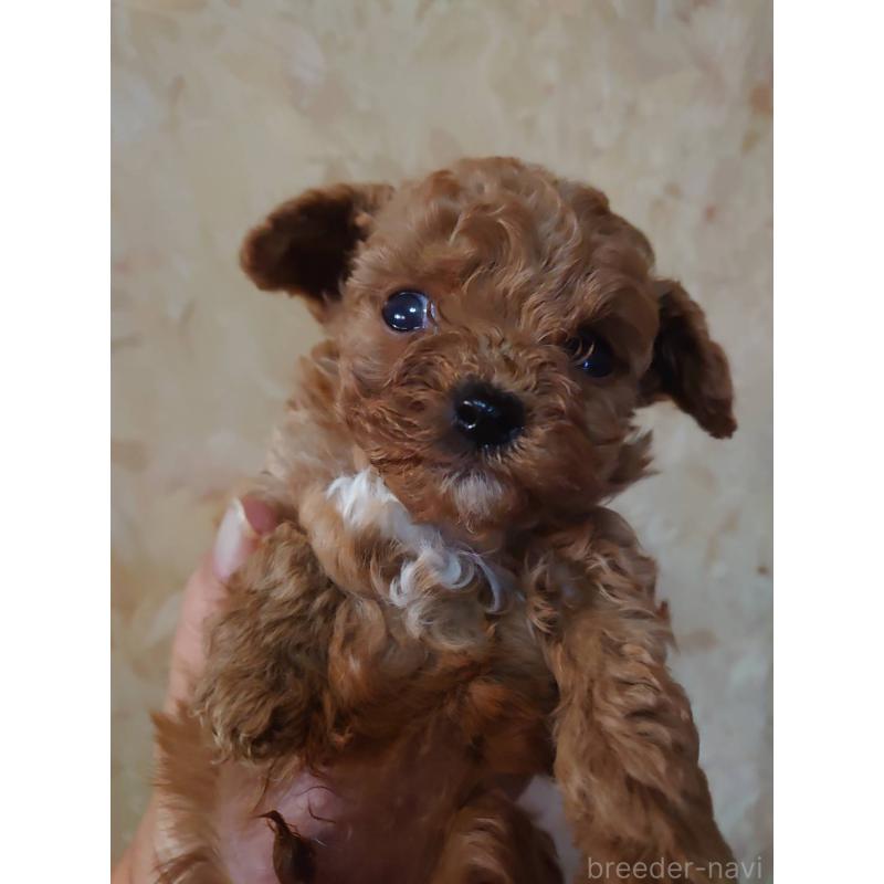 販売中の愛媛県のタイニープードル-429524の3枚目
