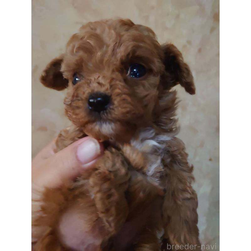 販売中の愛媛県のタイニープードル-429524の2枚目