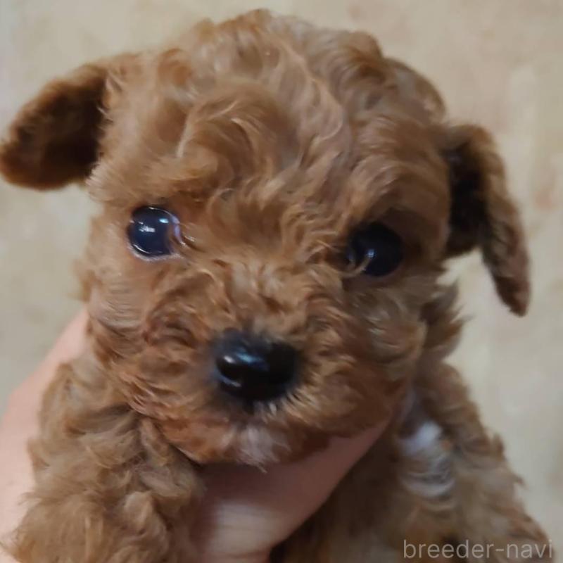 販売中の愛媛県のタイニープードル-429524の1枚目