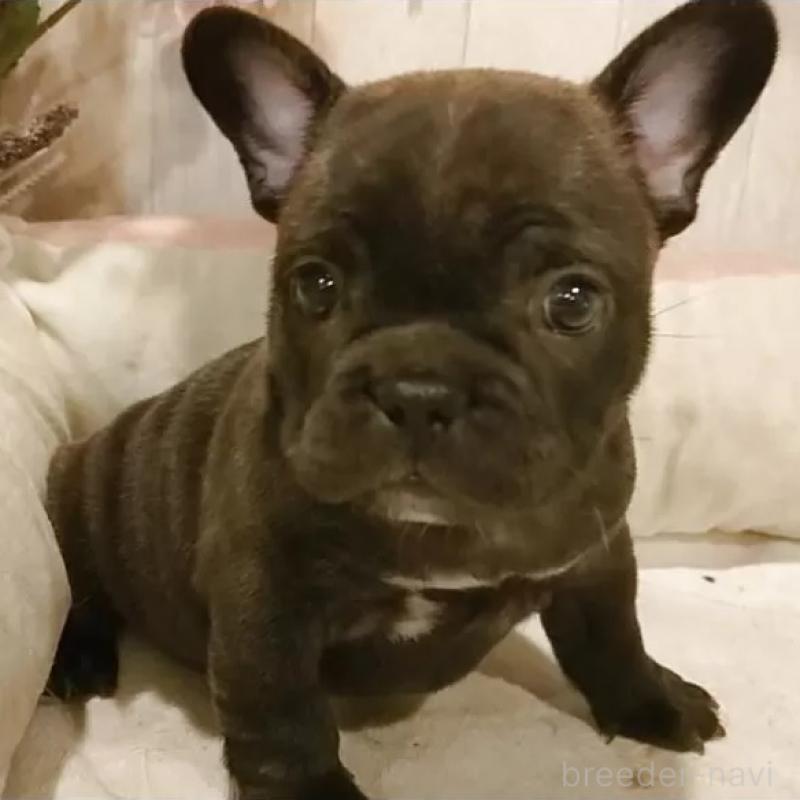 販売中の愛知県のフレンチブルドッグ-429527の1枚目