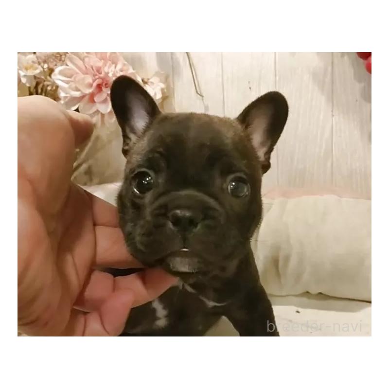 販売中の愛知県のフレンチブルドッグ-429527の7枚目