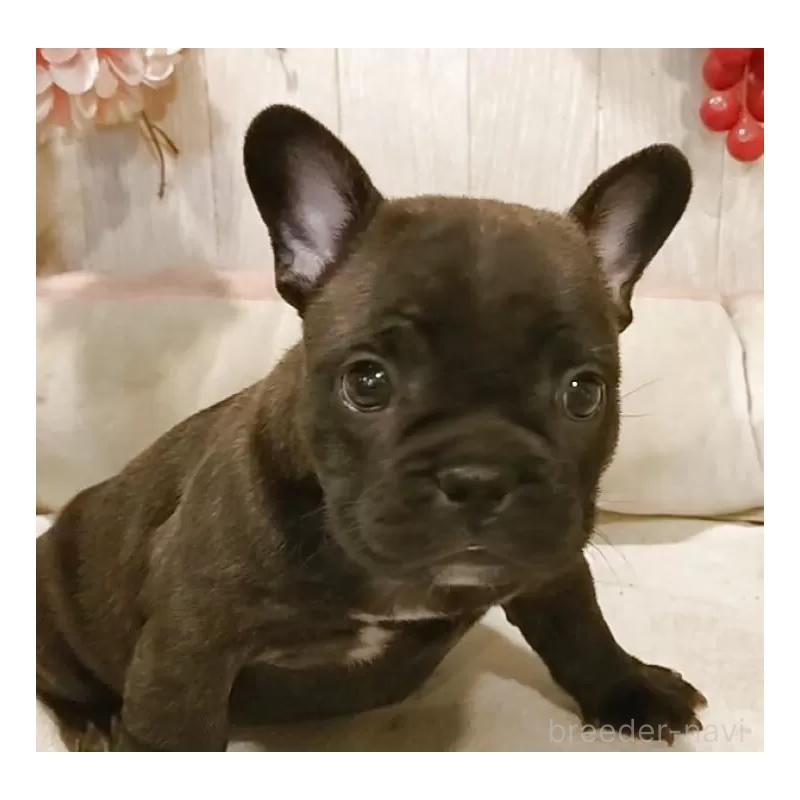 販売中の愛知県のフレンチブルドッグ-429527の6枚目