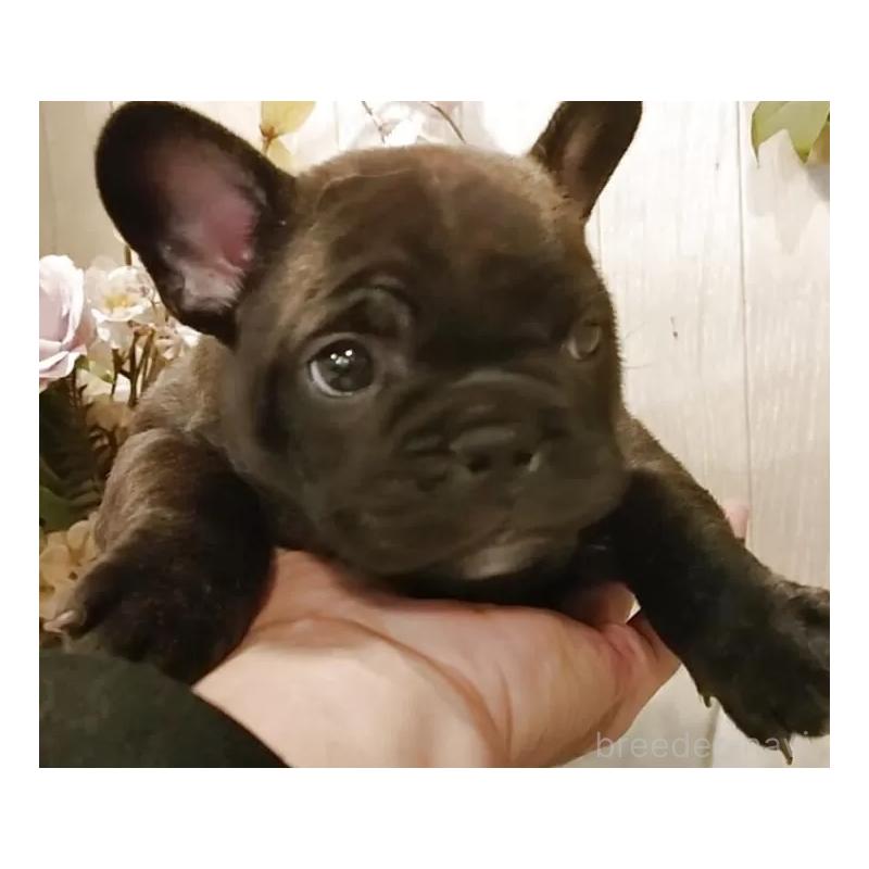 販売中の愛知県のフレンチブルドッグ-429527の5枚目