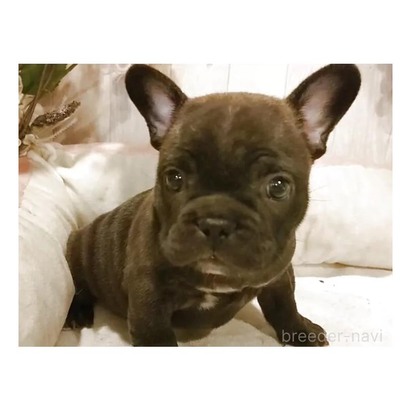 販売中の愛知県のフレンチブルドッグ-429527の4枚目