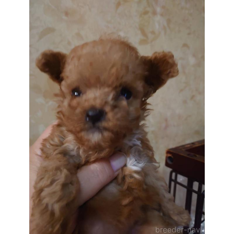 販売中の愛媛県のティーカッププードル-429526の4枚目