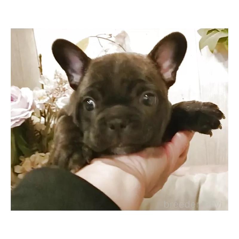 販売中の愛知県のフレンチブルドッグ-429527の3枚目
