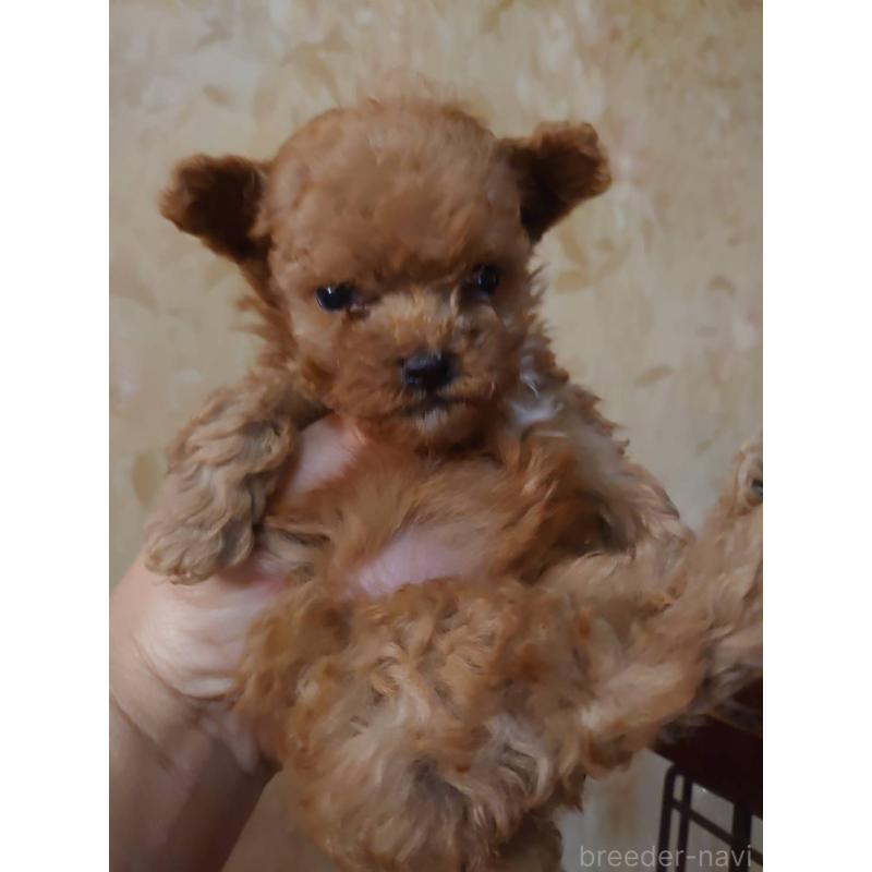 販売中の愛媛県のティーカッププードル-429526の2枚目