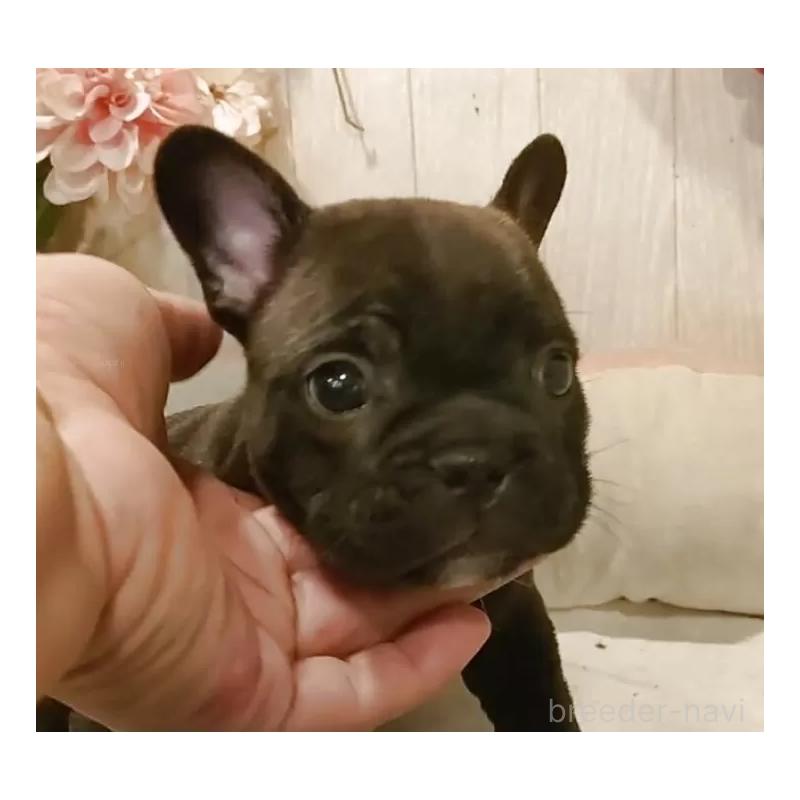 販売中の愛知県のフレンチブルドッグ-429527の2枚目