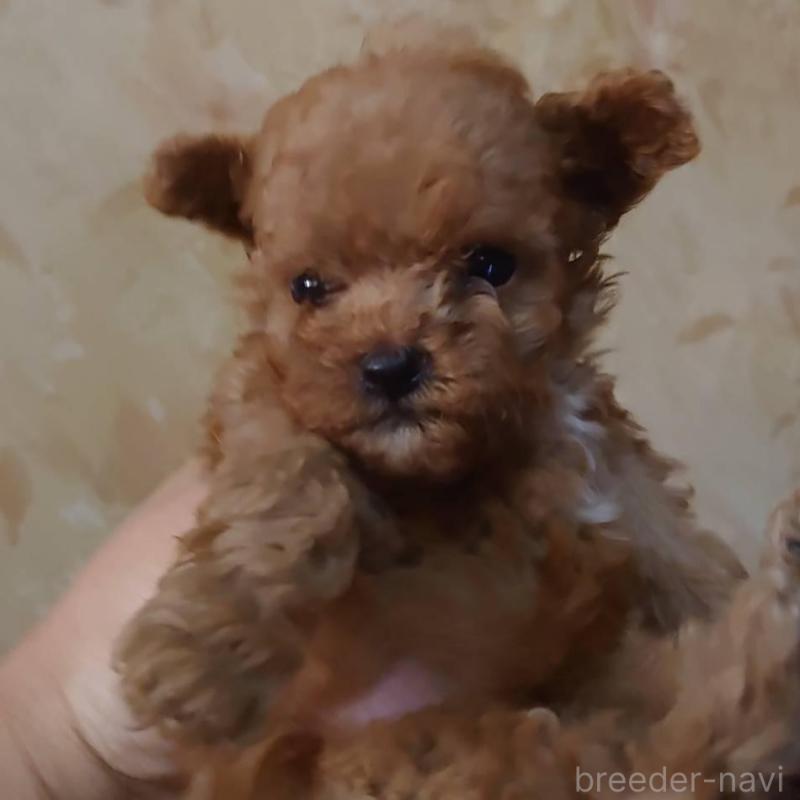 販売中の愛媛県のティーカッププードル-429526の1枚目