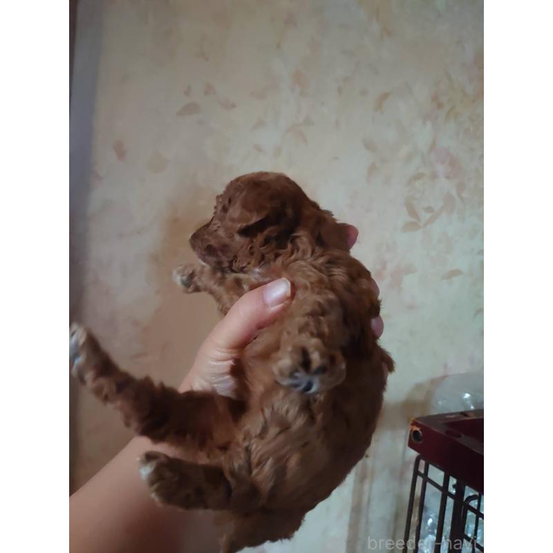 販売中の愛媛県のトイプードル-429528の4枚目