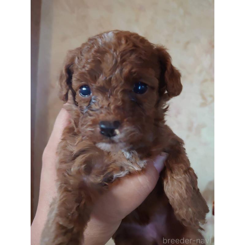 販売中の愛媛県のトイプードル-429528の3枚目