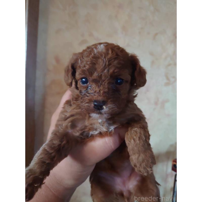 販売中の愛媛県のトイプードル-429528の2枚目