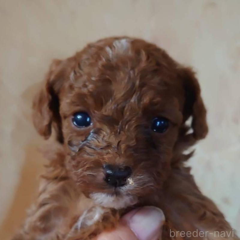 販売中の愛媛県のトイプードル-429528