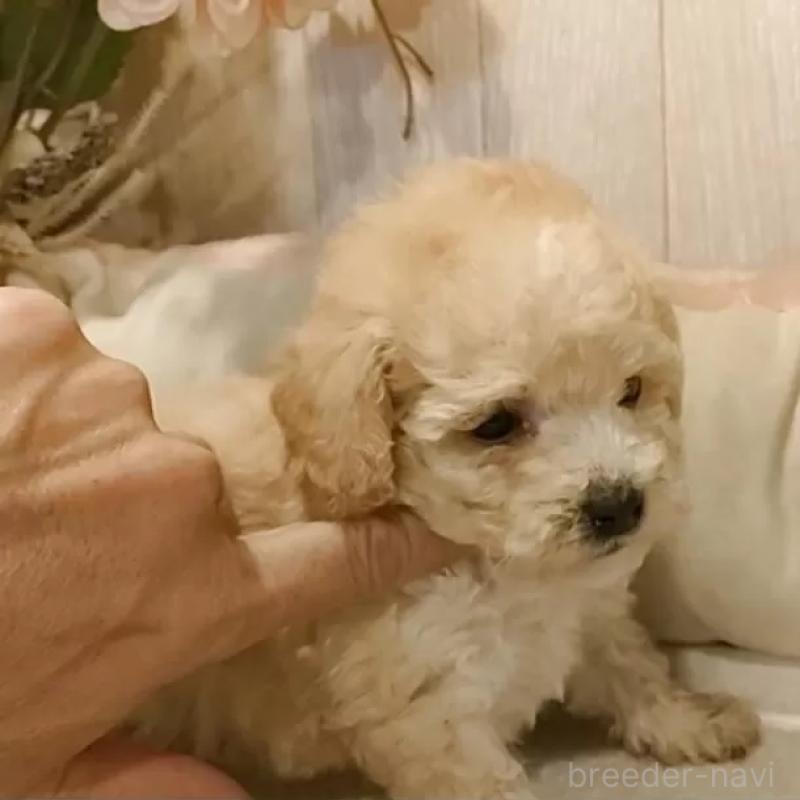 販売中の愛知県のティーカッププードル-429530