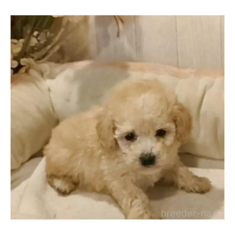 販売中の愛知県のティーカッププードル-429530の8枚目