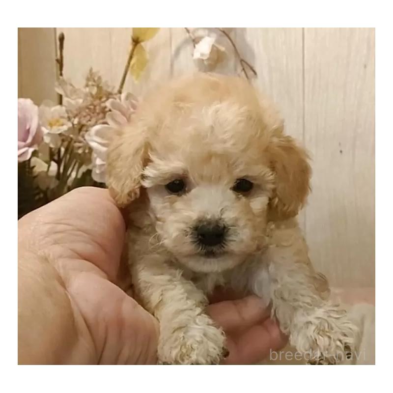 販売中の愛知県のティーカッププードル-429530の7枚目