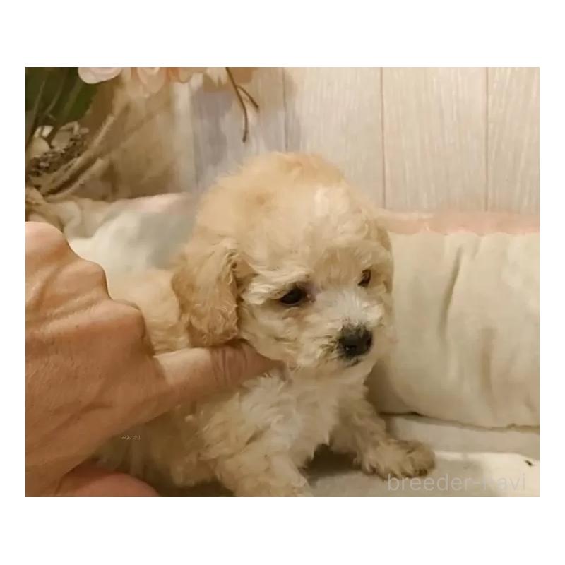 販売中の愛知県のティーカッププードル-429530の5枚目