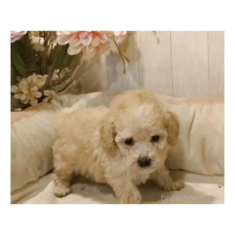 販売中の愛知県のティーカッププードル-429530の3枚目