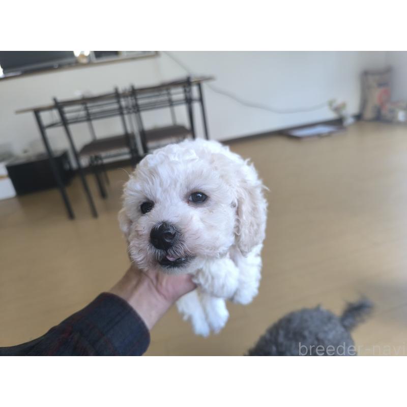 販売中の長野県のトイプードル-429529の7枚目