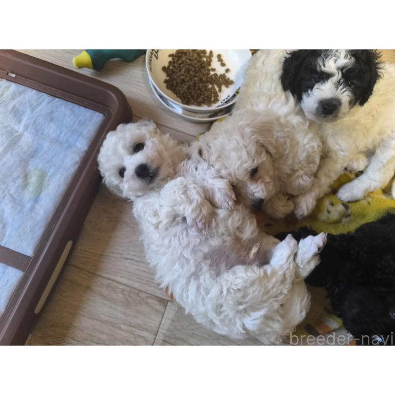 販売中の長野県のトイプードル-429529の6枚目