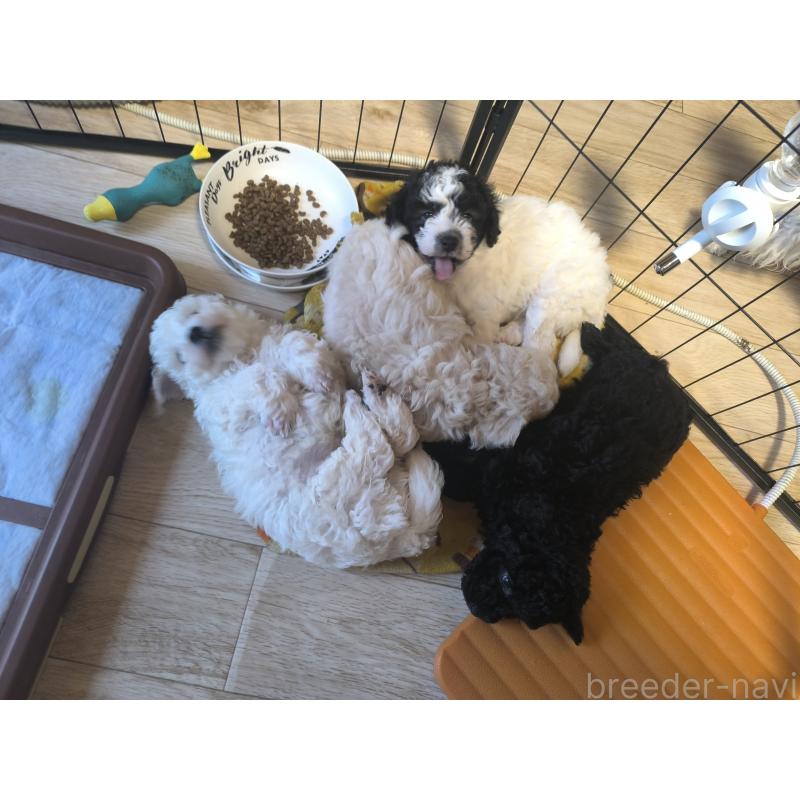 販売中の長野県のトイプードル-429529の5枚目