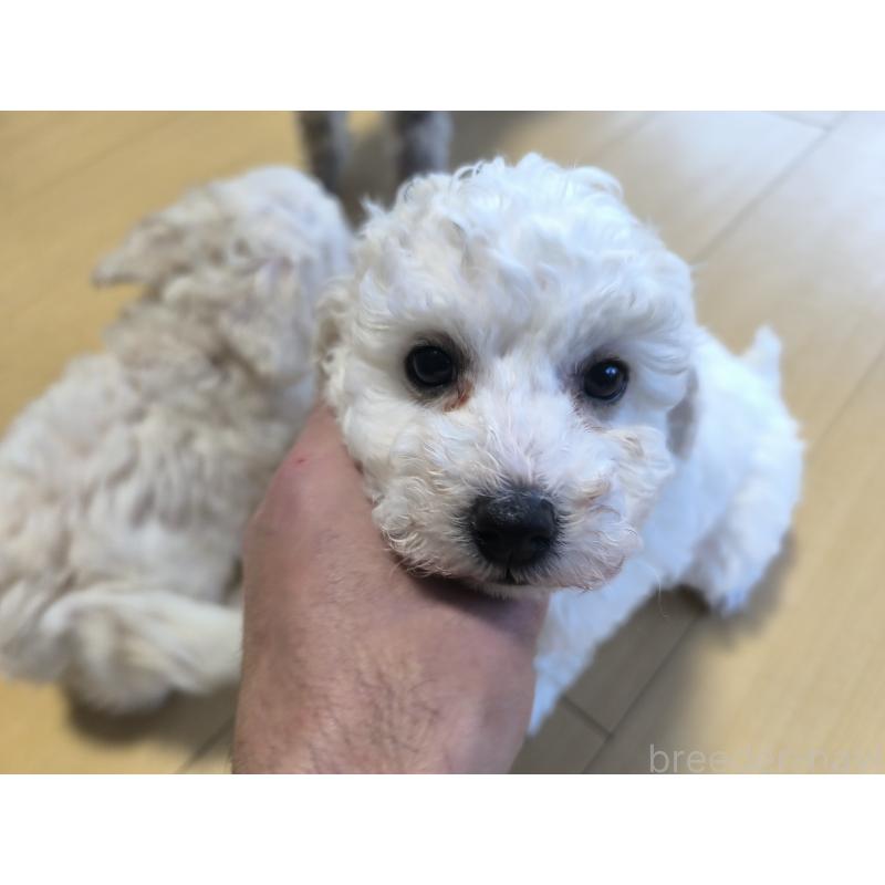 販売中の長野県のトイプードル-429529の4枚目