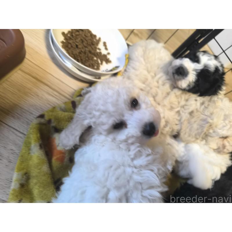 販売中の長野県のトイプードル-429529の3枚目