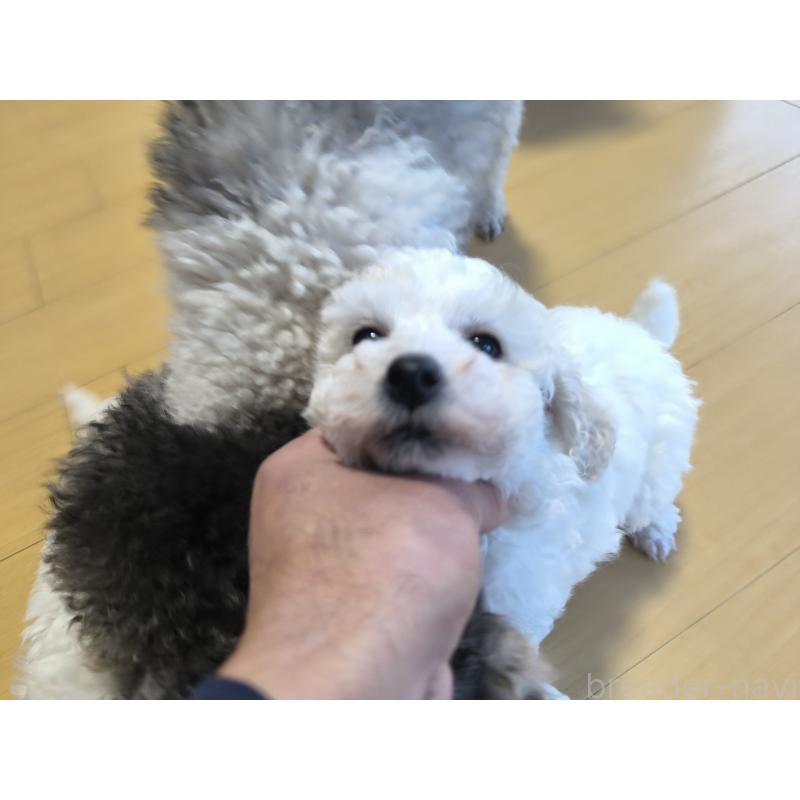 販売中の長野県のトイプードル-429529の2枚目