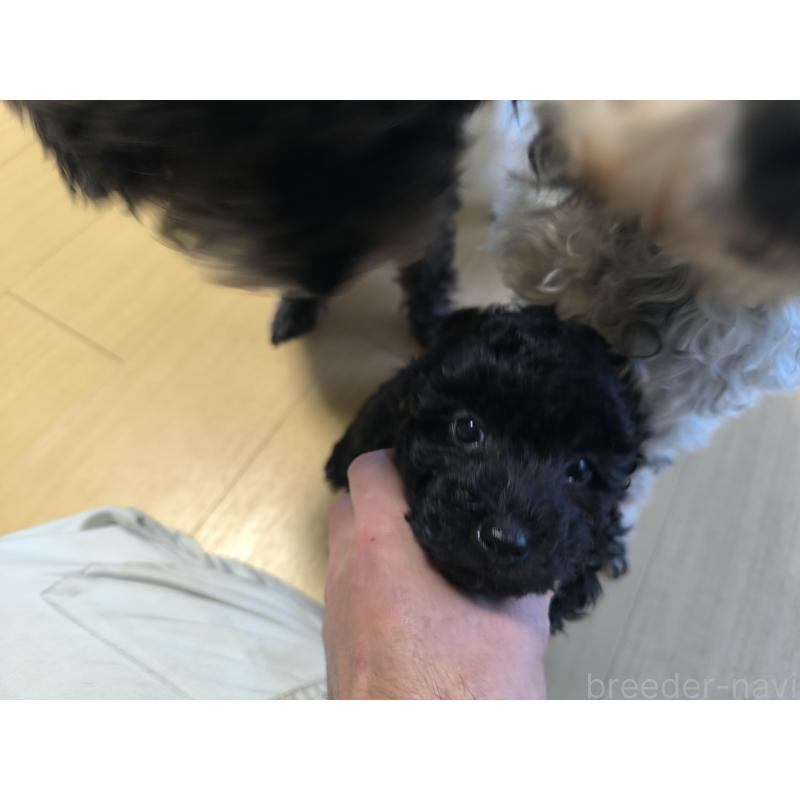 販売中の長野県のトイプードル-429525の8枚目