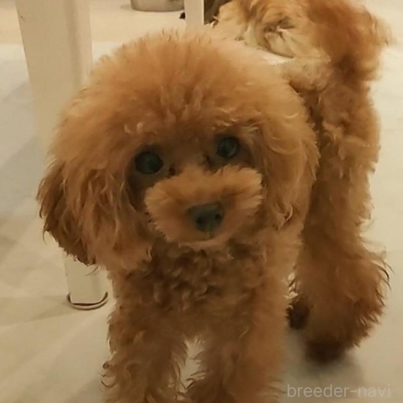 チェリーくん1枚目