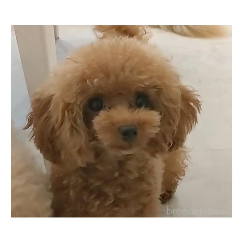 チェリーくん1枚目